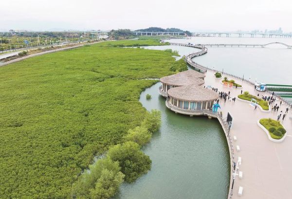 红树林有什么作用_红树林为什么重要-第3张图片-星辰妙记 红树林有什么作用_红树林为什么重要-第3张图片-星辰妙记