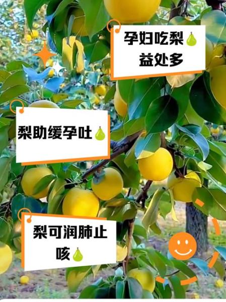 孕妇能吃梨子吗_孕期吃梨的注意事项-第2张图片-星辰妙记 孕妇能吃梨子吗_孕期吃梨的注意事项-第2张图片-星辰妙记