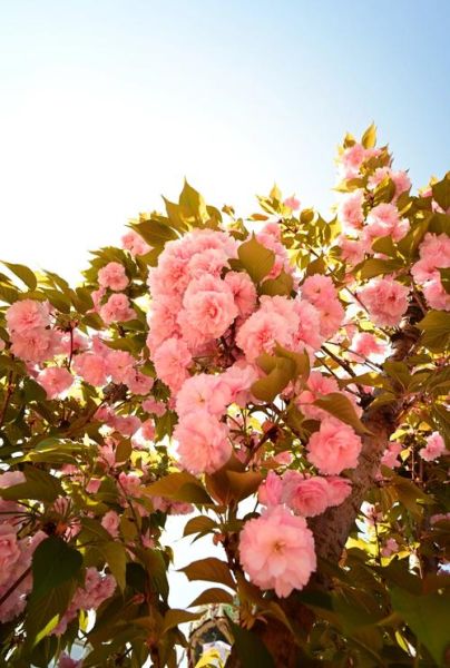 广角镜头适合拍什么_怎么选广角镜头-第3张图片-星辰妙记