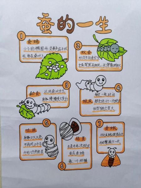 蚕的生命周期_蚕为什么吐丝-第2张图片-星辰妙记 蚕的生命周期_蚕为什么吐丝-第2张图片-星辰妙记