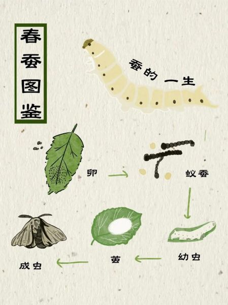 蚕的生命周期_蚕为什么吐丝-第3张图片-星辰妙记 蚕的生命周期_蚕为什么吐丝-第3张图片-星辰妙记