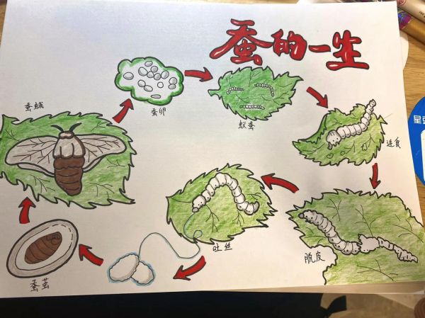 蚕的生命周期_蚕为什么吐丝-第1张图片-星辰妙记 蚕的生命周期_蚕为什么吐丝-第1张图片-星辰妙记