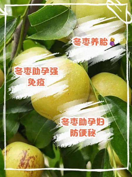 冬枣孕妇能吃吗_孕妇吃冬枣注意事项-第1张图片-星辰妙记