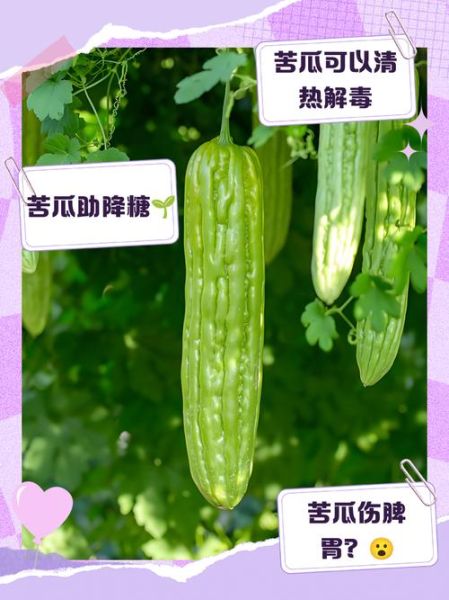 孕妇苦瓜可以吃吗_孕妇吃苦瓜对胎儿好吗-第2张图片-星辰妙记