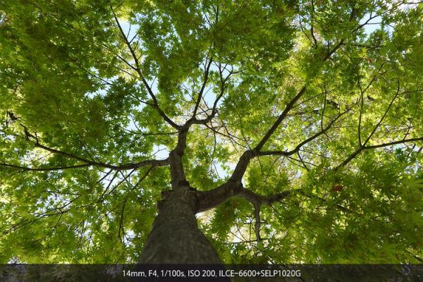 1020镜头适合拍什么_1020镜头画质怎么样-第2张图片-星辰妙记 1020镜头适合拍什么_1020镜头画质怎么样-第2张图片-星辰妙记