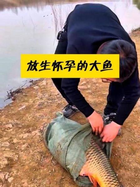 孕妇梦见救鱼是什么意思_孕妇梦见救鱼是生男生女-第3张图片-星辰妙记