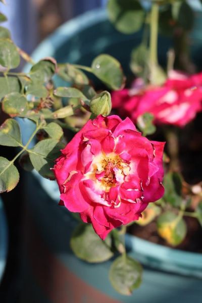 55-210镜头适合拍什么_55-210镜头画质怎么样-第3张图片-星辰妙记