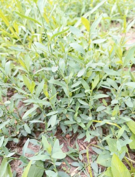 孕妇能喝猪牙草水吗_猪牙草水对孕妇安全吗-第1张图片-星辰妙记 孕妇能喝猪牙草水吗_猪牙草水对孕妇安全吗-第1张图片-星辰妙记