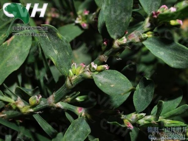 孕妇能喝猪牙草水吗_猪牙草水对孕妇安全吗-第3张图片-星辰妙记 孕妇能喝猪牙草水吗_猪牙草水对孕妇安全吗-第3张图片-星辰妙记