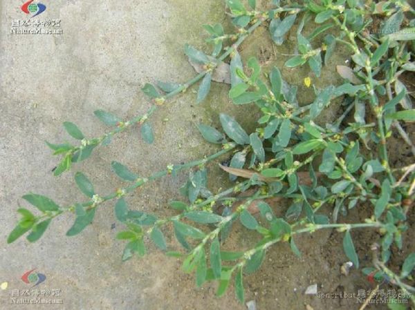 孕妇能喝猪牙草水吗_猪牙草水对孕妇安全吗-第2张图片-星辰妙记 孕妇能喝猪牙草水吗_猪牙草水对孕妇安全吗-第2张图片-星辰妙记