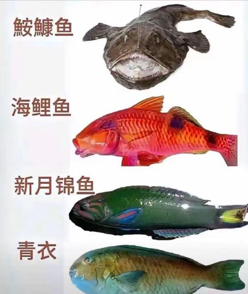 孕妇可以吃哪些深海鱼_孕妇吃深海鱼安全吗-第2张图片-星辰妙记 孕妇可以吃哪些深海鱼_孕妇吃深海鱼安全吗-第2张图片-星辰妙记