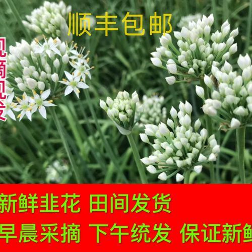 孕妇可以吃韭菜花吗_韭菜花对孕妇安全吗-第1张图片-星辰妙记