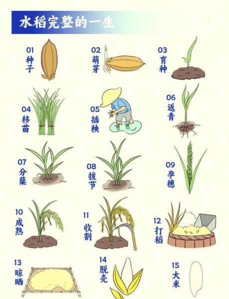 稻作文化起源_稻作文化有哪些特点-第3张图片-星辰妙记