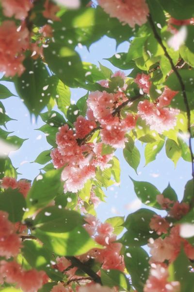 柔光镜头是什么_柔光镜头适合拍什么-第2张图片-星辰妙记