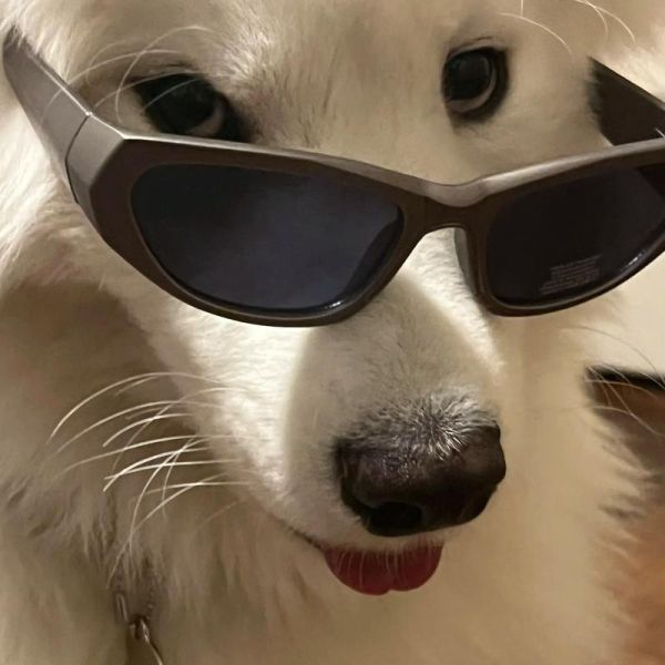 狗头镜头适合拍什么_狗头镜头值得买吗-第2张图片-星辰妙记