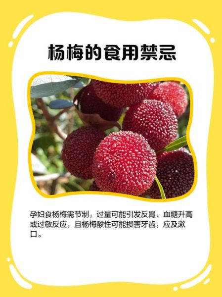 孕妇能喝杨梅酒吗_怀孕喝杨梅酒对胎儿有影响吗-第2张图片-星辰妙记