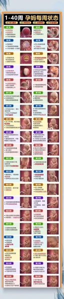 孕妇图怎么看_孕妇图几个月能看清-第2张图片-星辰妙记