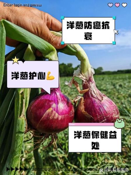 孕妇可以吃洋葱吗_孕期吃洋葱的好处与禁忌-第2张图片-星辰妙记 孕妇可以吃洋葱吗_孕期吃洋葱的好处与禁忌-第2张图片-星辰妙记