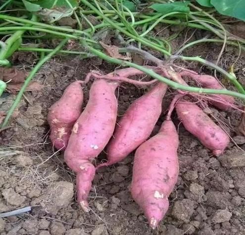 孕妇梦见红薯是什么意思_孕妇梦见红薯生男生女-第1张图片-星辰妙记 孕妇梦见红薯是什么意思_孕妇梦见红薯生男生女-第1张图片-星辰妙记