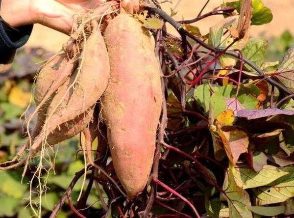 孕妇梦见红薯是什么意思_孕妇梦见红薯生男生女-第2张图片-星辰妙记 孕妇梦见红薯是什么意思_孕妇梦见红薯生男生女-第2张图片-星辰妙记