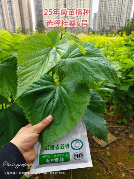 桑树怎么种植_桑树有哪些用途-第3张图片-星辰妙记