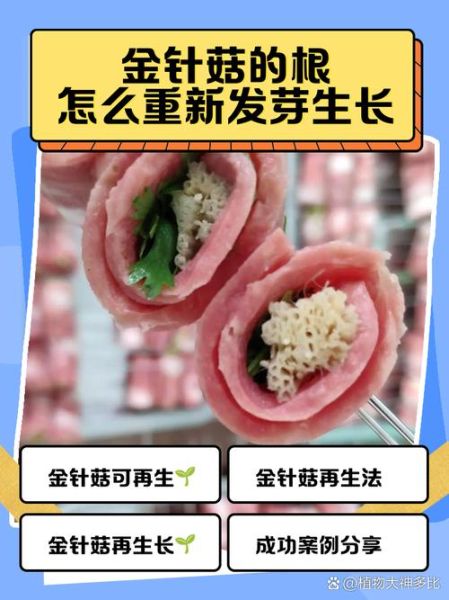 金针根孕妇可以吃吗_金针根孕妇食用禁忌-第1张图片-星辰妙记 金针根孕妇可以吃吗_金针根孕妇食用禁忌-第1张图片-星辰妙记