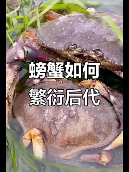 孕妇梦见螃蟹是什么意思_孕妇梦见螃蟹生男生女-第1张图片-星辰妙记