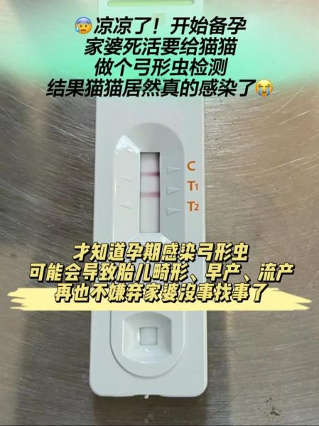 孕妇养猫对胎儿的危害_弓形虫感染风险有多大-第3张图片-星辰妙记