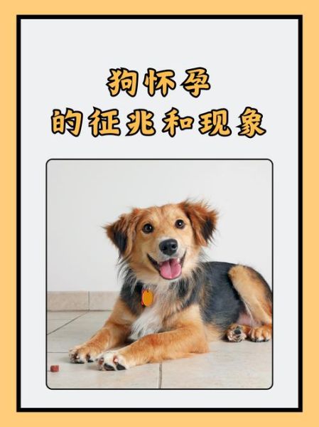 孕妇梦见小狗是什么意思_孕妇梦见小狗生男生女-第3张图片-星辰妙记 孕妇梦见小狗是什么意思_孕妇梦见小狗生男生女-第3张图片-星辰妙记