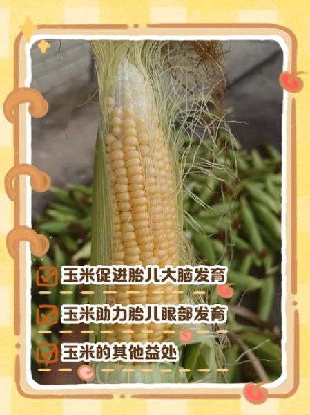 孕妇可以吃包谷吗_包谷对胎儿的好处-第1张图片-星辰妙记 孕妇可以吃包谷吗_包谷对胎儿的好处-第1张图片-星辰妙记