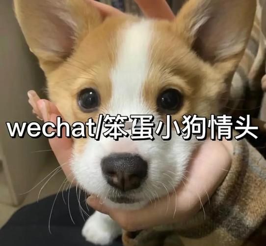 狗头镜头像怎么设置_狗头镜头像为什么火了-第3张图片-星辰妙记