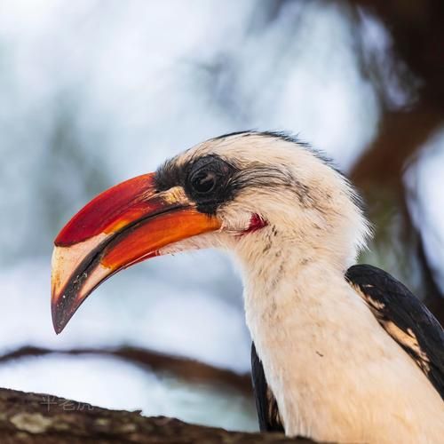 佳能远焦镜头推荐_哪款适合拍鸟-第2张图片-星辰妙记 佳能远焦镜头推荐_哪款适合拍鸟-第2张图片-星辰妙记