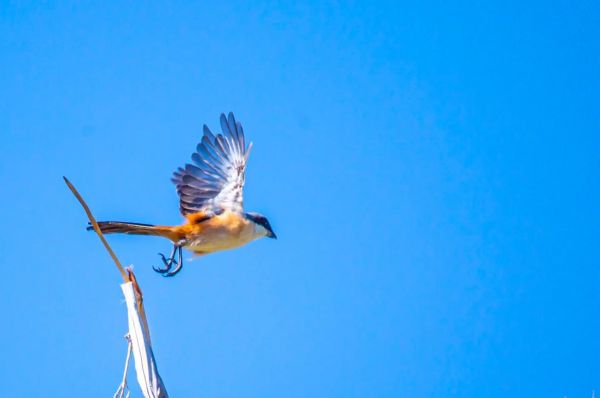 佳能远焦镜头推荐_哪款适合拍鸟-第1张图片-星辰妙记 佳能远焦镜头推荐_哪款适合拍鸟-第1张图片-星辰妙记
