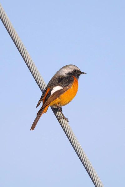 佳能远焦镜头推荐_哪款适合拍鸟-第3张图片-星辰妙记 佳能远焦镜头推荐_哪款适合拍鸟-第3张图片-星辰妙记