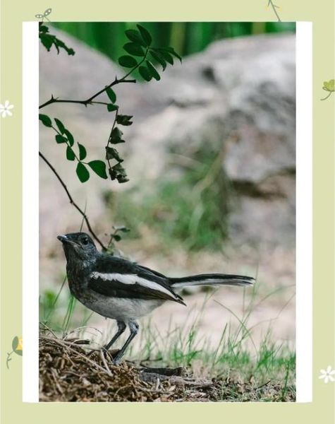 宾得长焦镜头推荐_哪款适合打鸟-第2张图片-星辰妙记