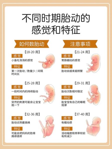 孕妇胎动视频怎么看_胎动频繁正常吗-第2张图片-星辰妙记 孕妇胎动视频怎么看_胎动频繁正常吗-第2张图片-星辰妙记