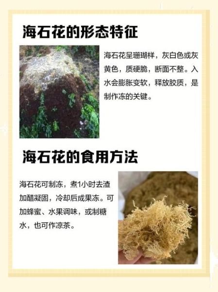 孕妇可以吃海石花吗_海石花对孕妇安全吗-第1张图片-星辰妙记