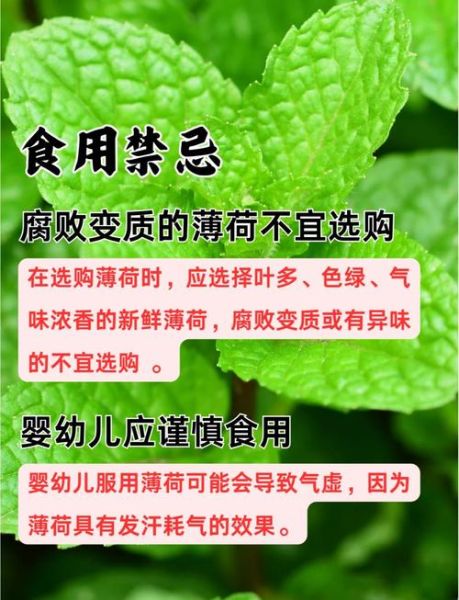 孕妇可以吃薄荷吗_薄荷对孕妇的影响-第1张图片-星辰妙记