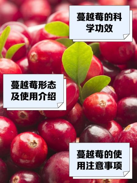 孕妇可以吃蔓越莓吗_蔓越莓对孕妇的好处与禁忌-第2张图片-星辰妙记
