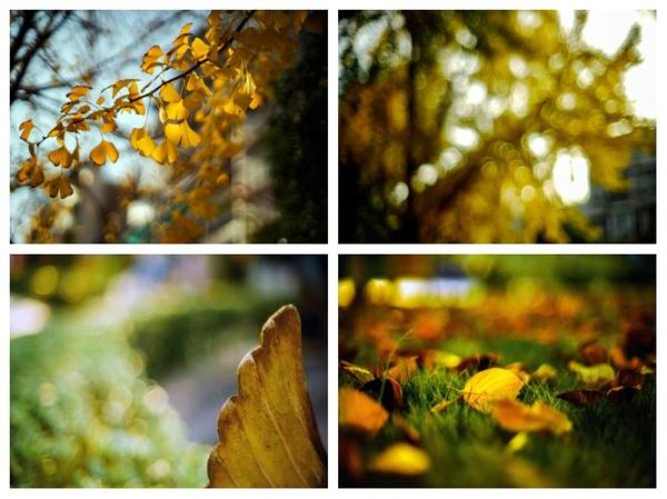 55mm定焦镜头适合拍什么_55mm镜头虚化效果如何-第1张图片-星辰妙记 55mm定焦镜头适合拍什么_55mm镜头虚化效果如何-第1张图片-星辰妙记