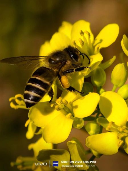 微距镜头手机怎么选_微距镜头手机推荐-第2张图片-星辰妙记 微距镜头手机怎么选_微距镜头手机推荐-第2张图片-星辰妙记