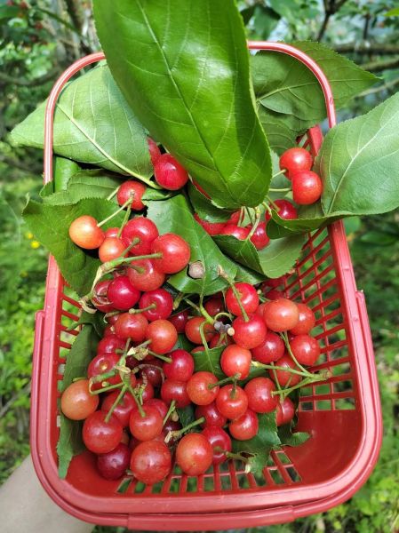 孕妇梦见摘樱桃吃是什么意思_孕期梦见吃樱桃预示男女吗-第1张图片-星辰妙记