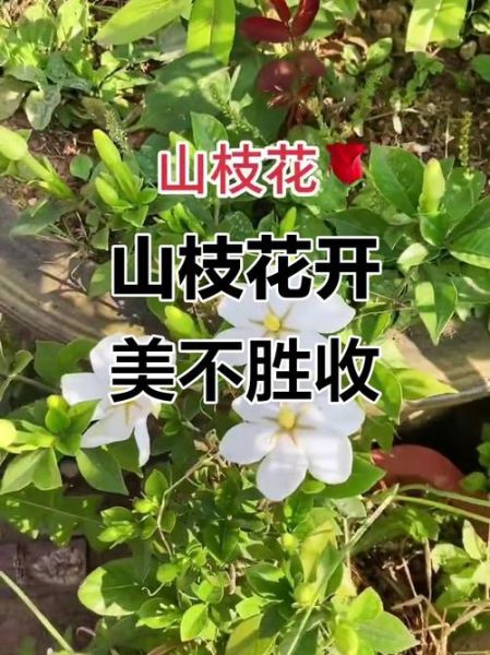 山枝花孕妇可以吃吗_山枝花孕期禁忌-第1张图片-星辰妙记