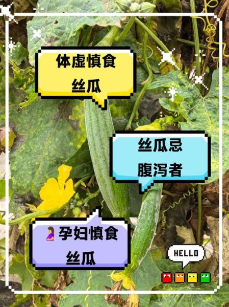 孕妇可以吃丝瓜吗_孕妇吃丝瓜的好处与禁忌-第2张图片-星辰妙记