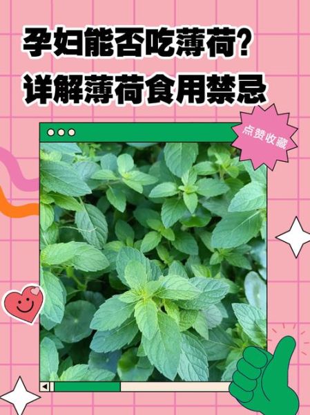 孕妇可以吃薄荷叶子吗_孕早期能吃薄荷吗-第1张图片-星辰妙记