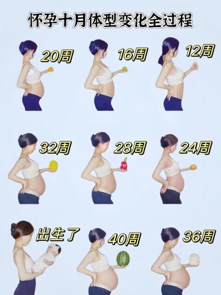 孕妇肚子变化视频_怀孕几个月开始显怀-第2张图片-星辰妙记 孕妇肚子变化视频_怀孕几个月开始显怀-第2张图片-星辰妙记