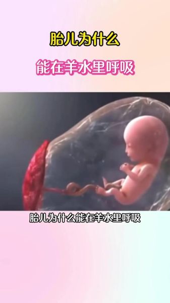 钻进孕妇肚子_胎儿在子宫里怎么呼吸-第1张图片-星辰妙记