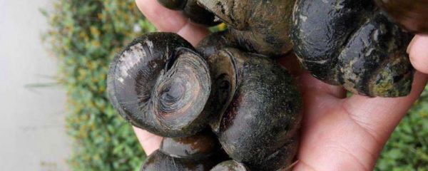 孕妇梦见田螺生男生女_梦见田螺预示什么-第1张图片-星辰妙记