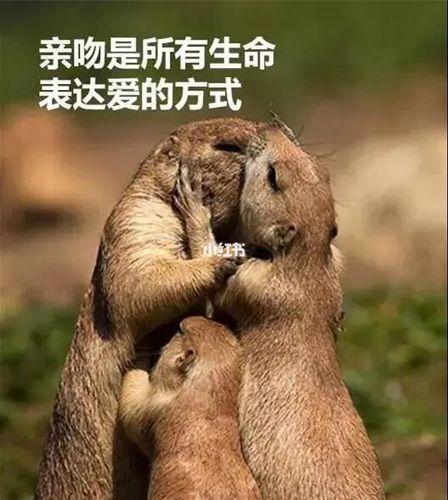 动物之间的爱有哪些表现_动物的爱能教会人类什么-第1张图片-星辰妙记