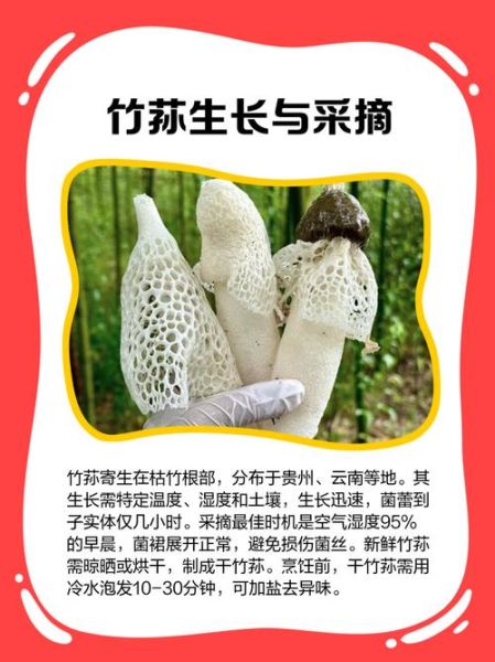 孕妇能吃竹荪吗_竹荪对孕妇有什么好处-第2张图片-星辰妙记